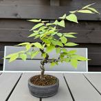 Zelkova Serrata Shohin bonsai, Ophalen