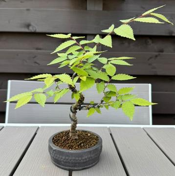 Zelkova Serrata Shohin bonsai beschikbaar voor biedingen