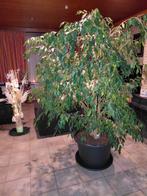 Mooie kamerplan maar word te groot, Jardin & Terrasse, Plantes | Arbres, Enlèvement ou Envoi