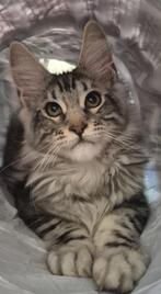 Maine coon kittens geboren in Brussel 26.06.2025, Dieren en Toebehoren, Katten en Kittens | Raskatten | Langhaar, Kater, Gechipt