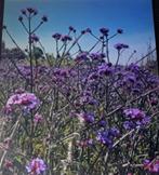 Verbena, ijzerhard. 1,25 't stuk. Een 12 tal., Tuin en Terras, Ophalen