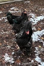 Brahma Hanen, Dieren en Toebehoren, Pluimvee, Mannelijk, Kip