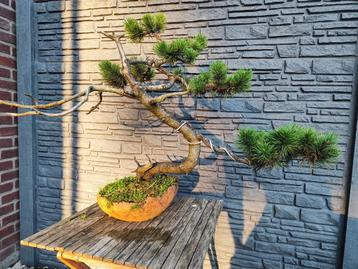 Bonsaï pinus mugho disponible aux enchères