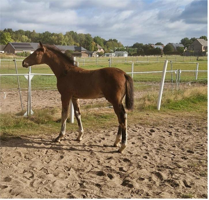 Hengstenveulen van Pifte van het houtemhof (zuuthoeve), Dieren en Toebehoren, Paarden, Hengst, 0 tot 2 jaar, Met stamboom, Gechipt