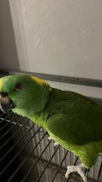 Amazone nuque d or, Mâle