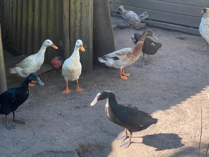 Loopeenden per koppel. (Of meerdere koppels.), Animaux & Accessoires, Volatiles, Canard, Mâle