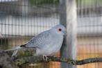 Diamantduifjes, Dieren en Toebehoren, Vogels | Overige Vogels, Meerdere dieren, Tropenvogel