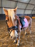 Paard te koop, Dieren en Toebehoren, Ophalen, Zo goed als nieuw