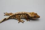 1.0 High White Tricolor wimpergekko man, Lézard, Domestique, 0 à 2 ans