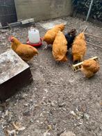 Ik heb nog 5 jonge orpinton hanen te koop, Dieren en Toebehoren