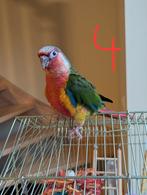 Baby Pyrrhura's 8 weken oud, Meerdere dieren, Papegaai, Geringd