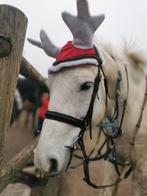 Gezocht: verzorgpaard te Brugge, Dieren en Toebehoren