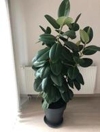 Echte bloem, Huis en Inrichting, Ophalen, Zo goed als nieuw