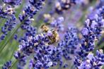Lavendel Blue Dwarf, Zomer, Vaste plant, Ophalen, Volle zon