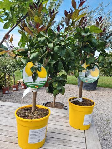 Citrus citroen '4 seizoenen' beschikbaar voor biedingen