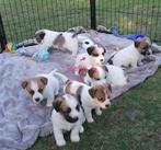 Ruwharige Jack Russell Terriër pups, Dieren en Toebehoren, Honden | Jack Russells en Terriërs, België, Fokker | Hobbymatig, Jack Russell Terriër