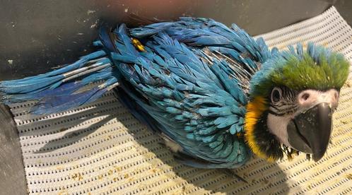 ️️️️️️️️❤️️️️️️️️ Tamme baby blauwgele ara, Dieren en Toebehoren, Vogels | Parkieten en Papegaaien, Papegaai, Geslacht onbekend