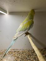 Halsbandparkiet, Dieren en Toebehoren, Mannelijk, Parkiet, Geringd