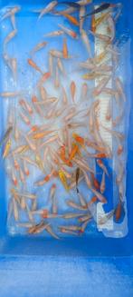 Nakweek van echte Japanse koi's 8-10cm, Dieren en Toebehoren, Vissen | Vijvervissen, Karper of Koi