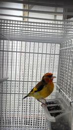 Chardonneret jaune, Animaux & Accessoires, Oiseaux | Oiseaux Autre, Mâle