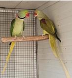 Couple éprouvé Alexanders, Plusieurs animaux, Perruche, Bagué