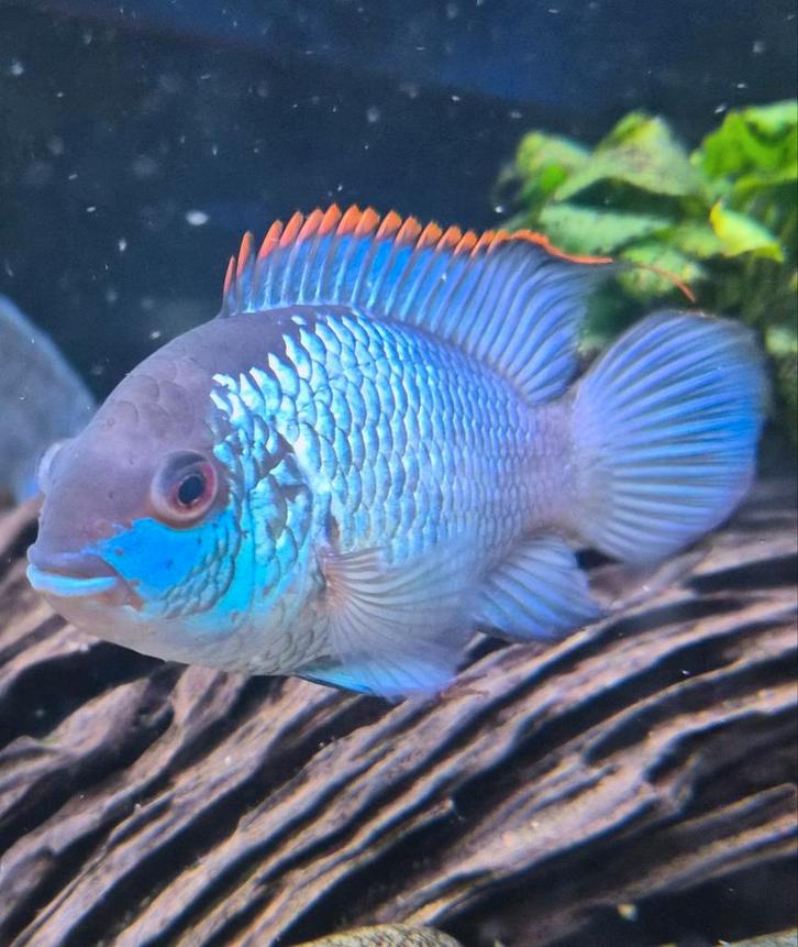 Blue acara cichlide, Animaux & Accessoires, Poissons | Poissons d'aquarium