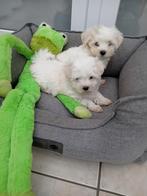 Mini maltezer puppy's, Parvo, België, Maltezer, Fokker | Hobbymatig