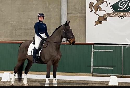 Super lieve Allrounder, Dieren en Toebehoren, Paarden, Ruin