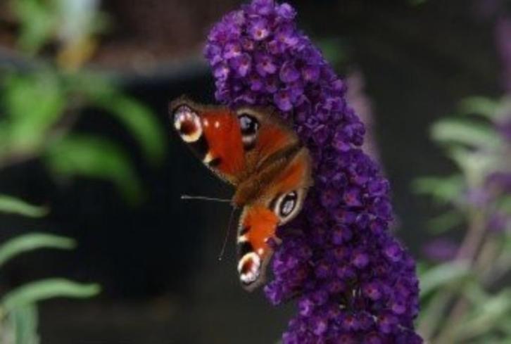 Vlinderstruik - Buddleja davidii 'Black Knight', Tuin en Terras, Planten | Tuinplanten, Ophalen