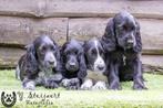 engelse cocker pups, beide ouders zijn hier aanwezig, België, CDV (hondenziekte), 8 tot 15 weken, Teef