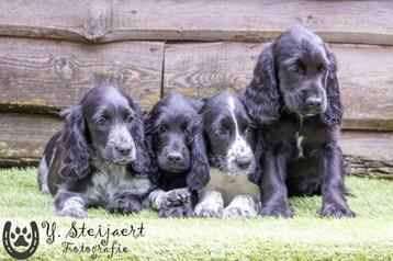 engelse cocker pups, beide ouders zijn hier aanwezig beschikbaar voor biedingen