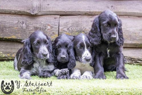 engelse cocker pups, beide ouders zijn hier aanwezig, Dieren en Toebehoren, Honden | Retrievers, Spaniëls en Waterhonden, Teef
