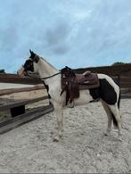 Betrouwbare 4 jarige paint, Dieren en Toebehoren, Paarden, Ruin