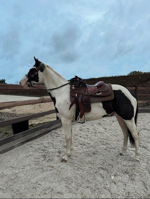 Betrouwbare 4 jarige paint, Dieren en Toebehoren, Paarden, Ruin