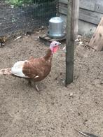 Kalkoen hen rood, Dieren en Toebehoren, Pluimvee, Vrouwelijk, Kalkoen
