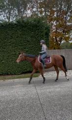 Zeer lieve en toffe Allrounder merrie, Dieren en Toebehoren, Paarden, Zadelmak, 3 tot 6 jaar, 160 tot 165 cm, Recreatiepaard
