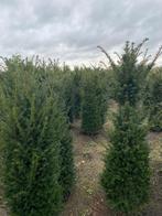 Professioneel gekweekte Taxus baccata 140-160 Oisterwijk, Tuin en Terras, Planten | Struiken en Hagen, Ophalen of Verzenden, Taxus
