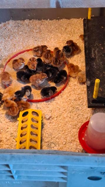 Kuikens geboren 18 april  beschikbaar voor biedingen