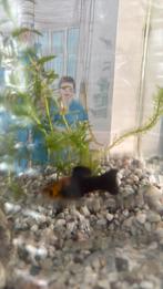 Molly visje, Dieren en Toebehoren, Vis, Zoetwatervis