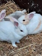 Dwergkonijnen, Dieren en Toebehoren
