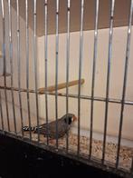 Zwartwang grijs, Dieren en Toebehoren, Mannelijk, Tropenvogel, Geringd