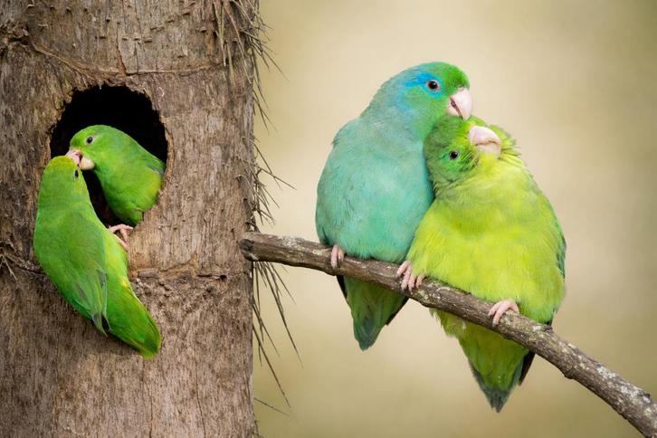 Oogringdwergpapegaaitjes en groenstuitdwergpapegaaitjes, Dieren en Toebehoren, Vogels | Parkieten en Papegaaien