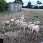 easy care lammeren, Meerdere dieren, Schaap, 0 tot 2 jaar