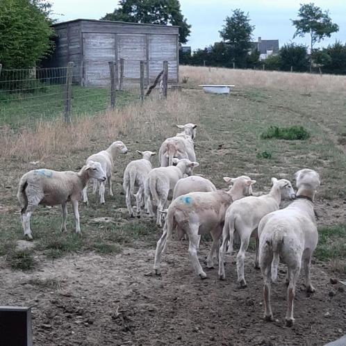 easy care lammeren, Dieren en Toebehoren, Schapen, Geiten en Varkens, Schaap, Meerdere dieren, 0 tot 2 jaar