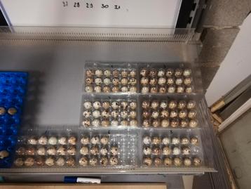 Broedeitjes van Japanse jumbo kwartels te koop. beschikbaar voor biedingen