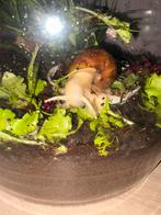 albino afrikaanse agaatslakken, Dieren en Toebehoren