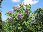 Tuin en planten, Ophalen, Vaste plant, Overige soorten
