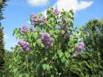 Tuin en planten beschikbaar voor biedingen