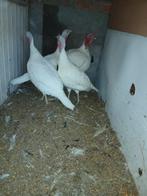 Midget White kalkoenen