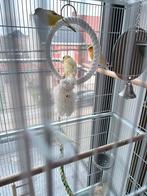 Kanaries, Dieren en Toebehoren, Vrouwelijk, Zangkanarie